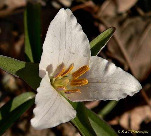 {Trillium georgianum}